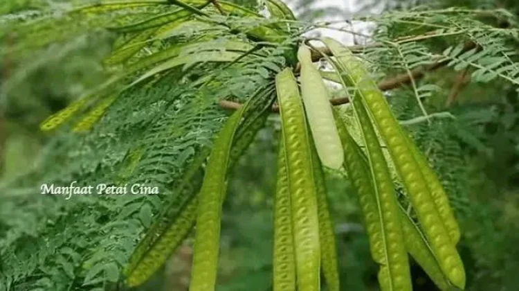 Petai Cina, Si Hijau Kecil dengan Aroma Khas yang Tetap Digemari