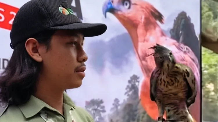 Elang Jawa Kembali Menetas, Kado Kemerdekaan dari Alam Indonesia