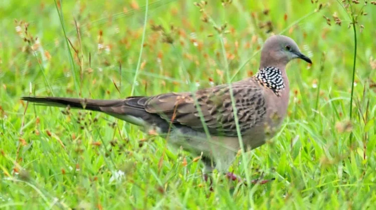 Inilah Jenis Burung Pemakan Biji-bijian yang Populer