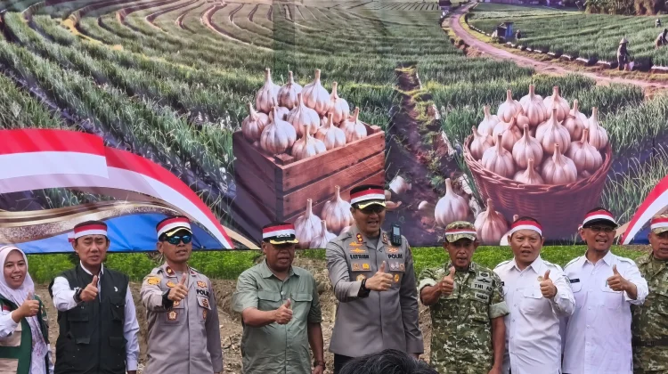 Kejar Swasembada, Majalengka Genjot Bawang Putih lewat Demplot Kementan
