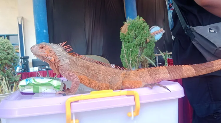 Tips Mengatasi Iguana Kesayangan yang Kehilangan Nafsu Makan