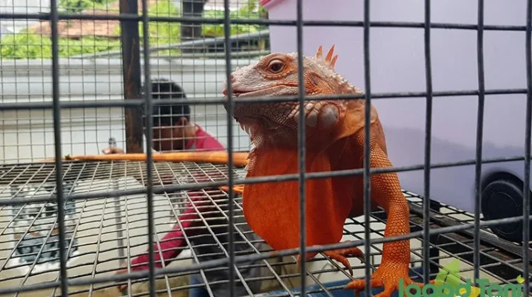 Penyebab Iguana Sulit Makan