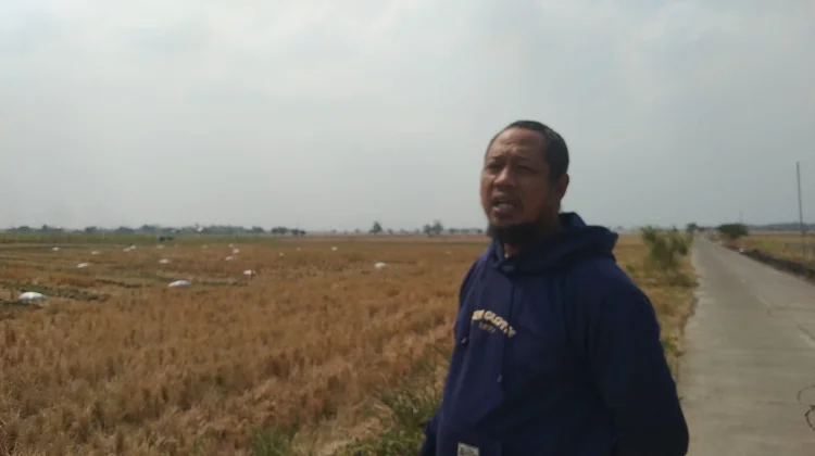 Masa Sewa Belum Berakhir, 4 Hektare Tebu di Majalengka Dirusak