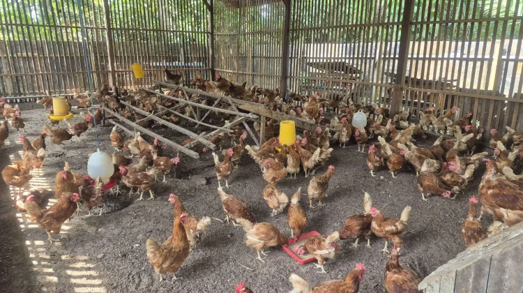 Kenali 4 Faktor Penyebab Ayam Berhenti Bertelur