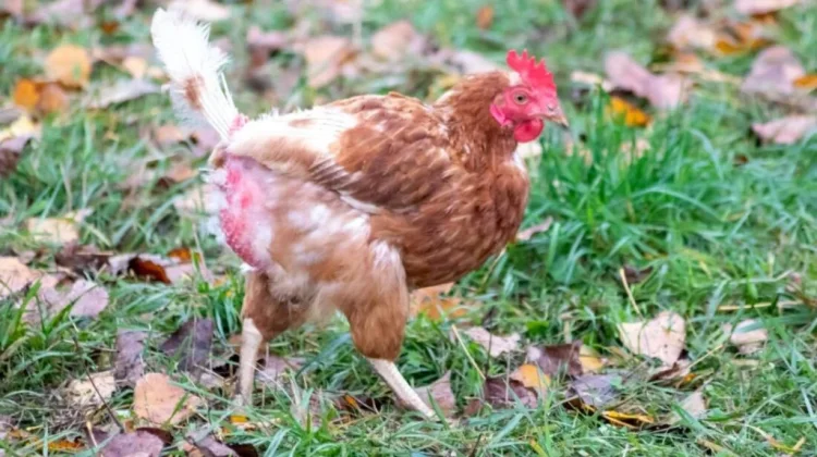 Inilah 6 Langkah Efektif Mengatasi Ayam Stres