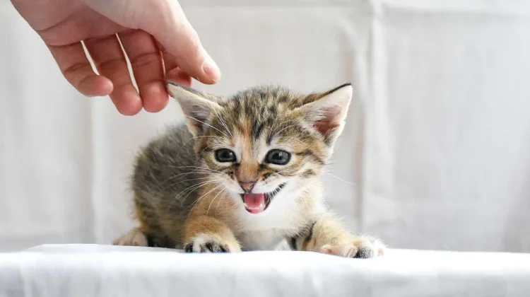 Kenali 10 Ciri-Ciri Kucing Terkena Rabies