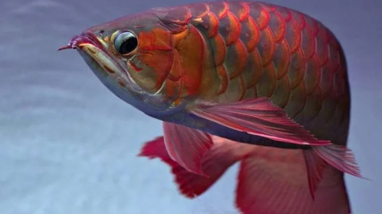Cara Mengatasi Ikan Arwana Stres agar Kembali Aktif