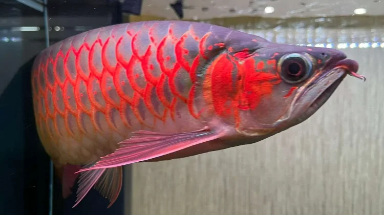 Jenis Ikan Hias yang Paling Mudah Dibudidayakan