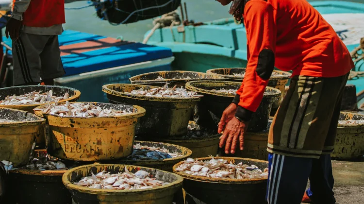 KKP Berikan Sertifikasi Mutu Gratis untuk Tingkatkan Kualitas Produk Perikanan
