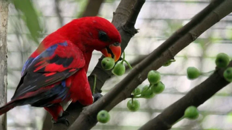Makanan Burung Nuri agar Cepat Gacor dan Bicara