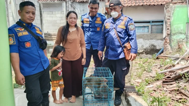 Dipelihara sejak Bayi, Kera Ekor Panjang Ditangani Damkar Kuningan