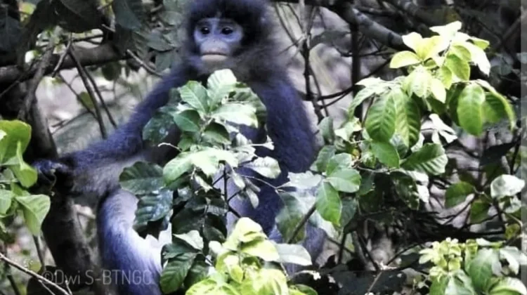 Surili Jawa Terancam Punah, Primata Pemakan Daun Jadi Penjaga Hutan Gunung Ciremai