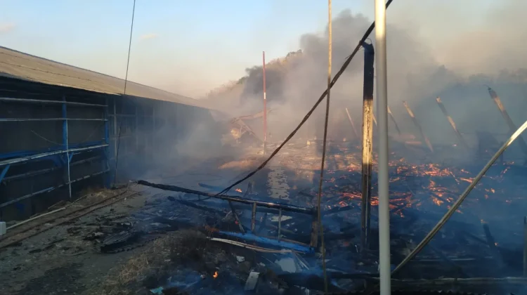 Kandang Ayam di Majalengka Ludes Terbakar, 18 Ribu DOC Hangus, Kerugian Rp2 Miliar