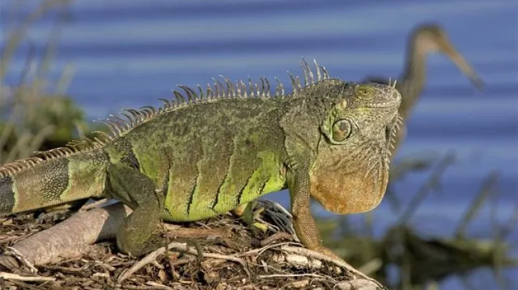 Mengenal Penyakit yang Sering Menyerang Iguana