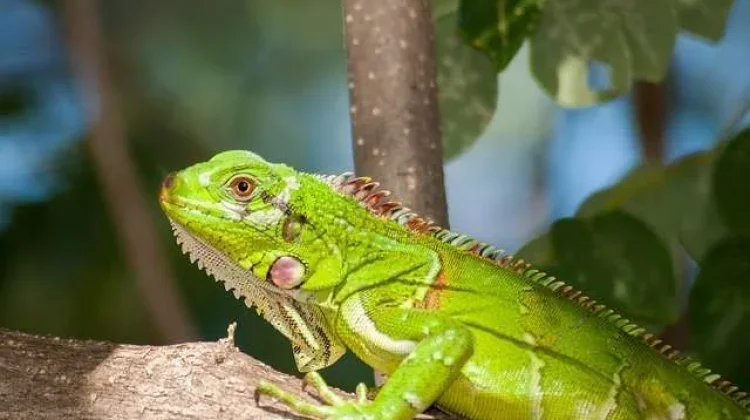 Inilah 4 Penyebab Iguana Sulit Makan