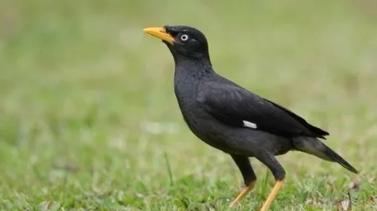 5 Manfaat Memelihara Burung Jalak Kebo