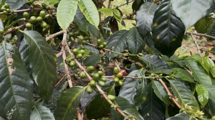 BI Cirebon Bina Kopi Arabika Buana Ciremai Tembus Pasar Internasional