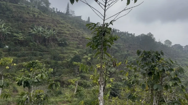 BI Cirebon Perkuat MPIG Kopi Buana Ciremai Tingkatkan Kualitas