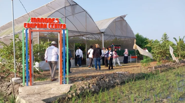 Petani Milenial Indramayu Terapkan UHDP dan Greenhouse