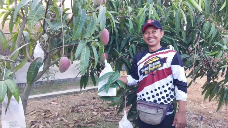 Pemuda Indramayu Maksimalkan Lahan lewat Pertanian