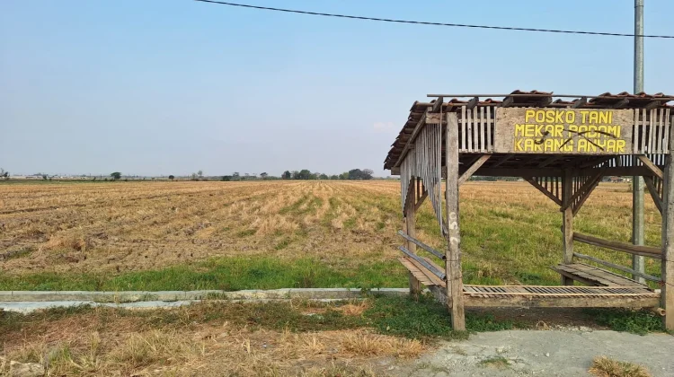 Pemerintah Desa Karanganyar Hentikan Tanam Padi di tengah Kekeringan Panjang