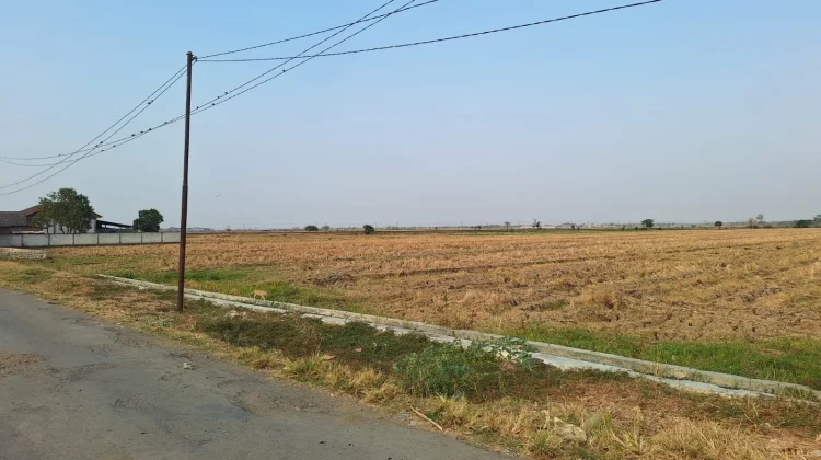 Kemarau Panjang, Tanaman Padi Karangwareng Mulai Menguning