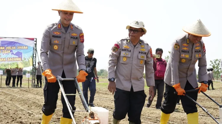 Dukung Ketahanan Pangan, Polri Dampingi Petani Jagung Indramayu hingga Panen