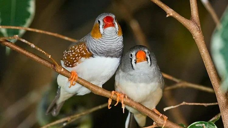 Perbedaan Burung Zebra Finch Jantan dan Betina