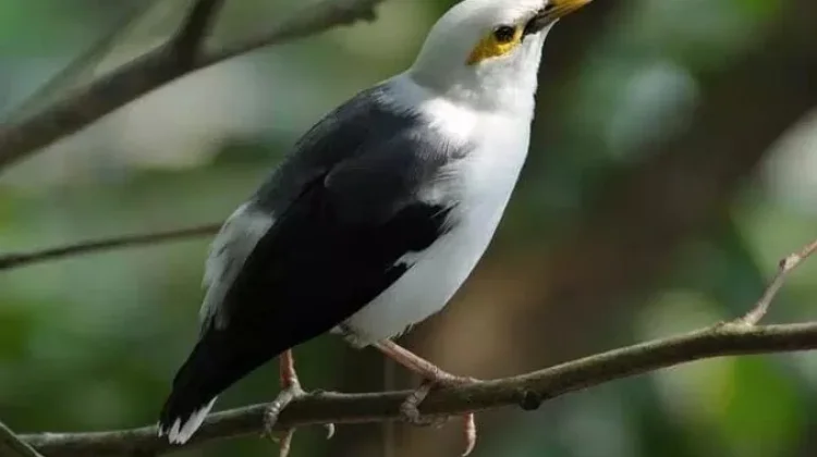 Tips Merawat Burung Jalak Kapas agar Tetap Prima