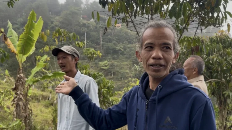 Kelompok Tani Kuningan Kembangkan Kopi Arabika Buana Ciremai