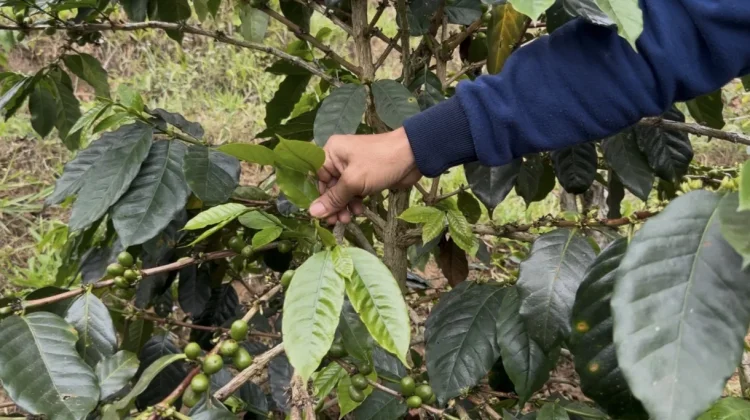 Petani Kopi Kuningan Hadapi Tantangan Peralihan Komoditas dan Dampak Cuaca