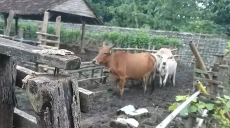 Sapi Pasundan, Plasma Nutfah Jawa Barat di Kuningan