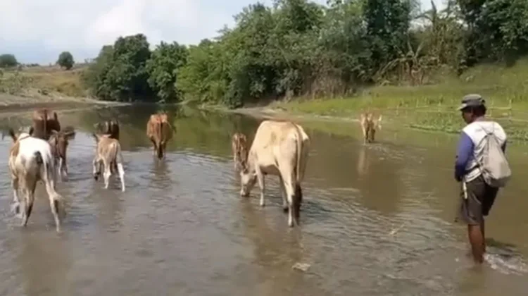 Sapi Pasundan Kuningan, Daging Lokal yang Disebut Mirip Wagyu Jepang