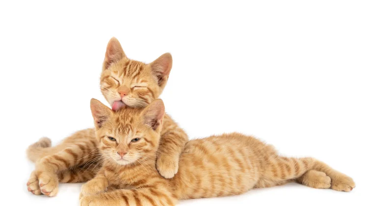 Tak Hanya Menggemaskan, Ini Manfaat Memelihara Kucing