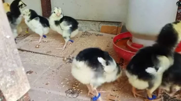 Tips Memilih Anak Ayam Berkualitas Tinggi