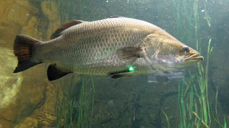 Jenis Ikan Air Payau yang Paling Populer