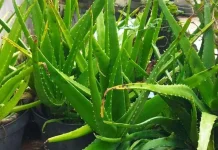 Sepuluh Tanaman Hias yang Paling Mudah Perawatannya