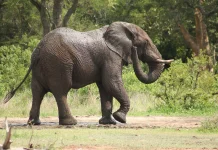 Pemerintah Larang Atraksi Tunggangi Gajah, Sanksi Tegas Berlaku