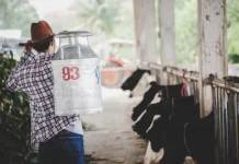 Pemkab Kuningan Siap Dukung Pasokan Susu Program MBG