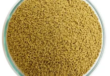 Cara Melatih Burung Bakalan agar Cepat Makan Voer