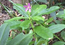 Daun daunan yang Ampuh Dongkrak Stamina Burung Kicau