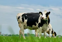 Pengembangan Sapi Perah Berbasis Desa Dinilai Efektif