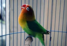 Cara Melatih Lovebird dengan Masteran Efektif