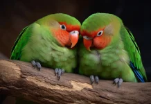 Tips Jitu Menjaga Kesehatan Lovebird di Musim Hujan