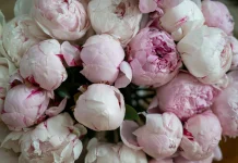 Pesona Bunga Peony si Ratu Bunga