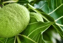 Rahasia Nutrisi Buah Sukun