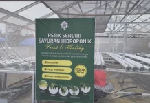 Pakcoy Hidroponik Peusing Tembus Program MBG