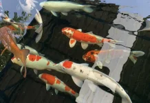 Ikan Tetap Harus Berada di Air meski Terluka