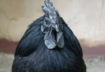 Inilah 8 Jenis Ayam Unik dari Seluruh Dunia
