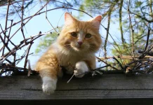 Mengenal Kepribadian Kucing: Setiap Ekor Memiliki Karakter Berbeda